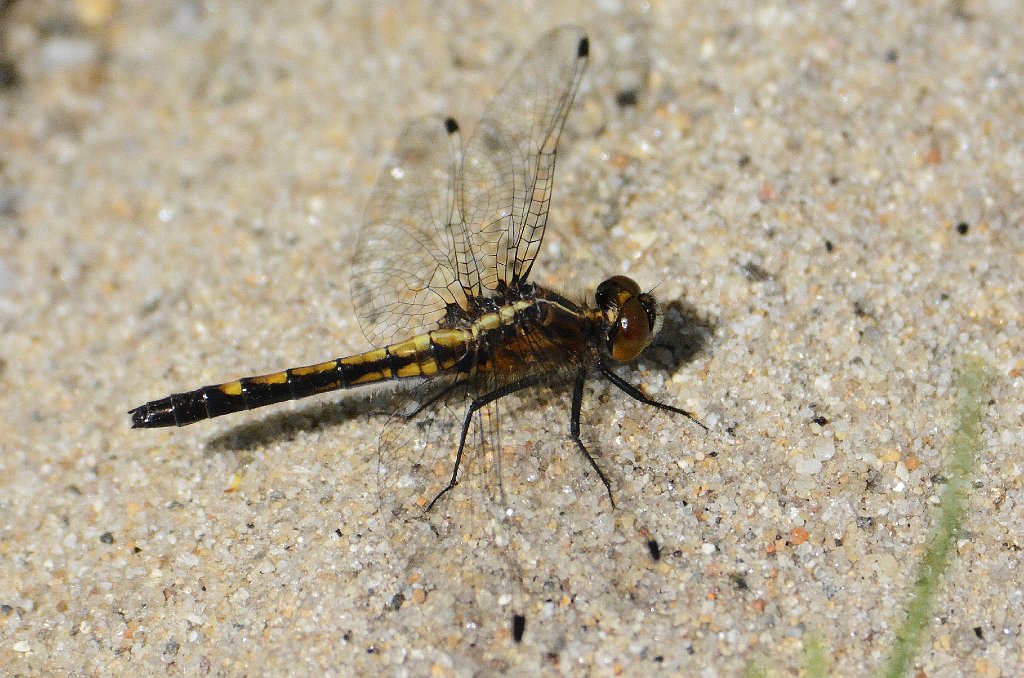 038 2016-05311456 Wachusett Meadow, MA.JPG - Dot-tailed Whiteface Dragonfly (Leucorrhinia intyacta) (f). Wachusett Meadow Wildlife Sanctuary, MA, 5-31-2016